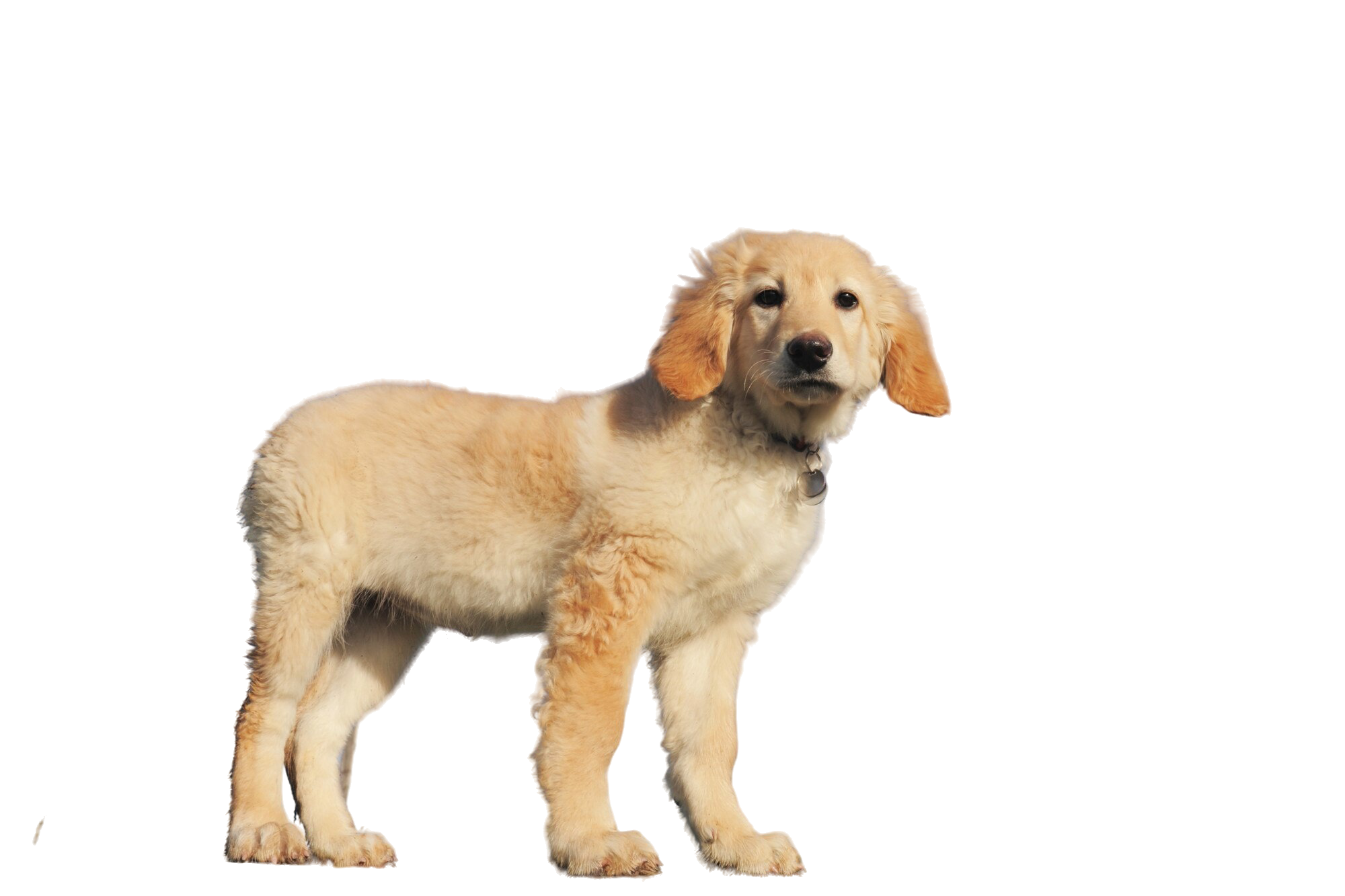 Zwierzęta - bez tła